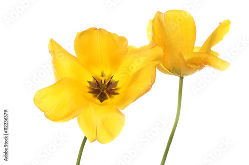 Two yellow tulips