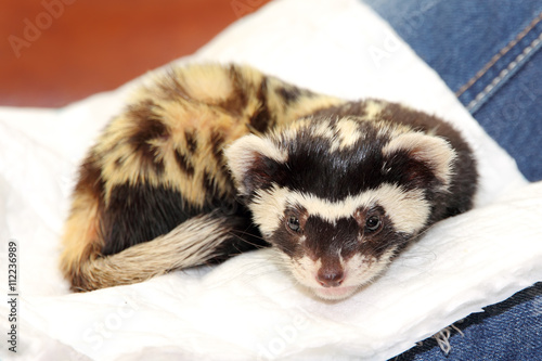 Fotografi Marbled polecat (Vormela peregusna) lie on white cloth.