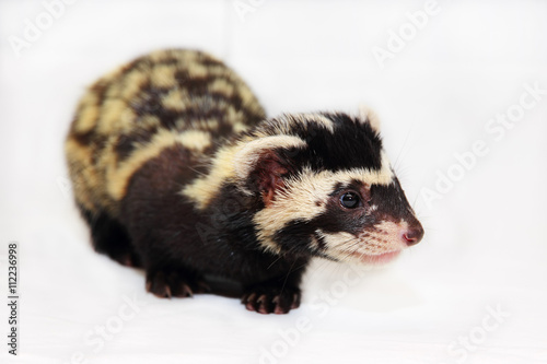 Photos Marbled polecat (Vormela peregusna) on white cloth background.