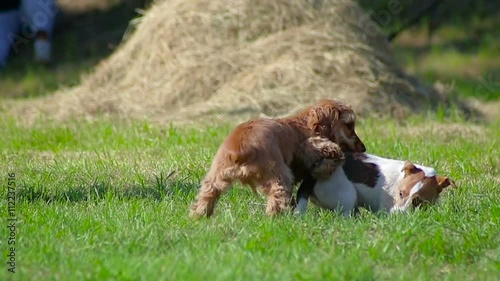 two puppies playing