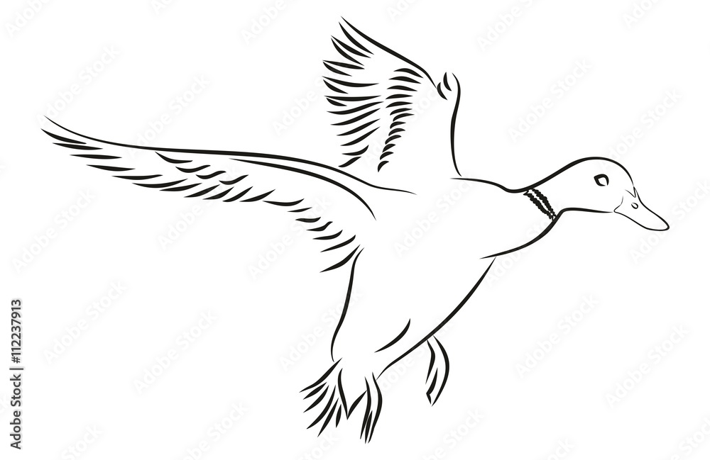 Fototapeta premium Летящая утка