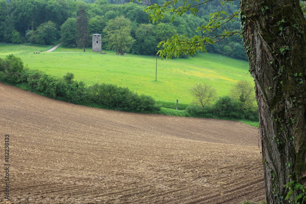 Eichenstamm mit Vierritterturm in Hemsbach im Hintergrund