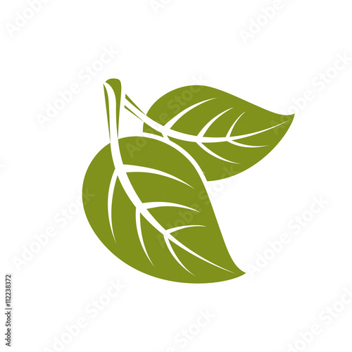 Two vector flat green leaves isolated on white background. Herba