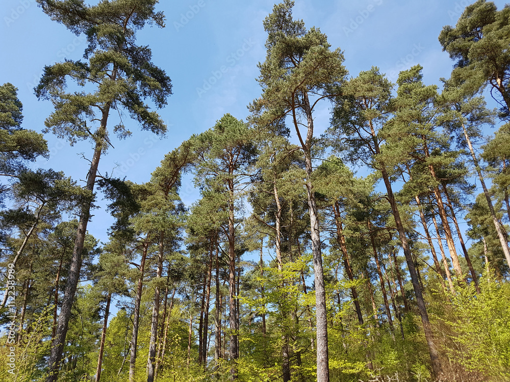 Fototapeta premium Kiefernwald, Pinus; sylvestris; Nationalpark, Kellerwald-Edersee