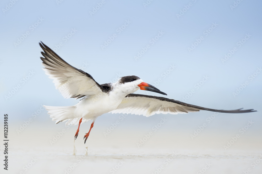 A small bit of sand lifts into the air as a Black Skimmer takes off from the beach. A small bit of sand lifts into the air as a Black Skimmer takes off from the beach.
