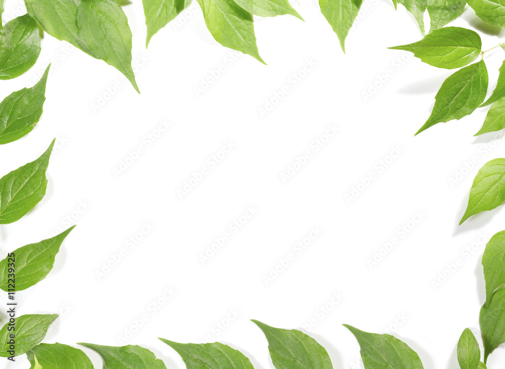 Panoramic Green leaves on white background Panoramic Green leaves on white background