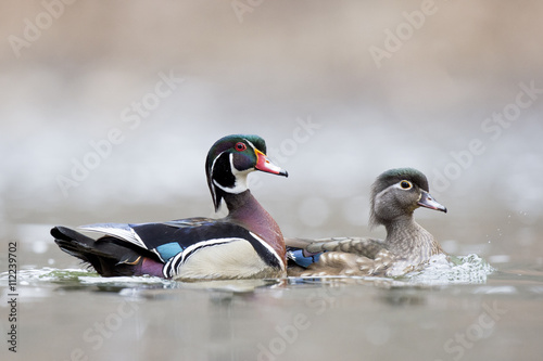 Male and female Wood Ducks photographed at Valley Green Inn at WIssahickon Valley Park near Philadelphia, PA. photo