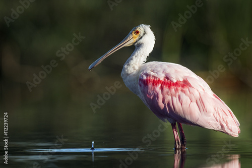 A bright pink Roseate Spoonbill stands in the shallow water in the afternoon sunlight as a drop of water splashes.