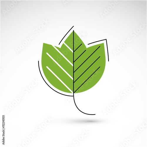 Vector illustration of green maple leaf isolated on white backgr