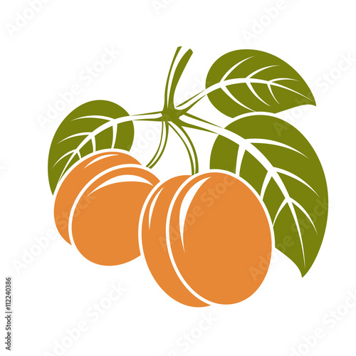 Harvesting symbol, vector fruits isolated. Ripe organic sweet ap