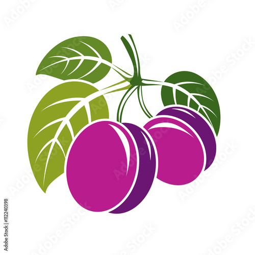 Two purple simple vector plums with green leaves, ripe sweet fru