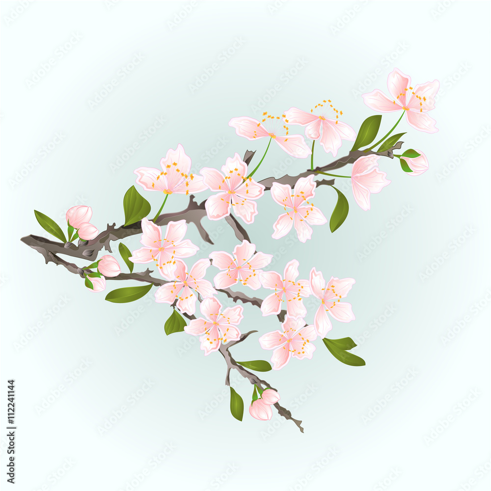 Obraz premium Branch cherry sakura flowers with leaves vector illustration