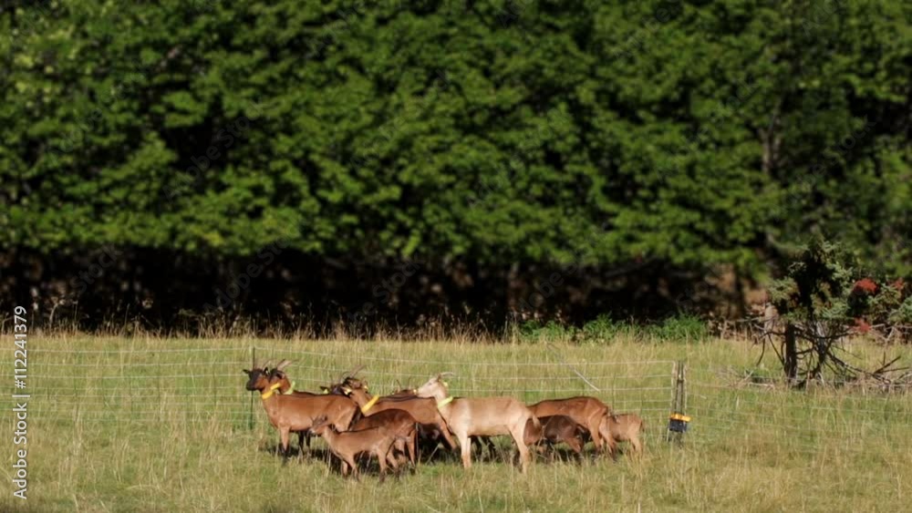 Small herd of goats in the fenced, grouped to protect, in the light of sunset in the Pyrenees of Catalonia (SPAIN). Small herd of goats in the fenced, grouped to protect, in the light of sunset in the Pyrenees of Catalonia (SPAIN).