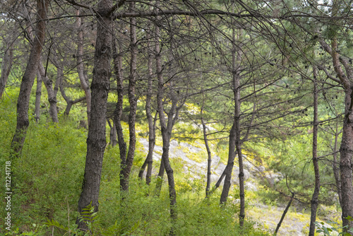 SEOUL South Korea - MAY 24 Korea trees in city. MAY 24  2016 in