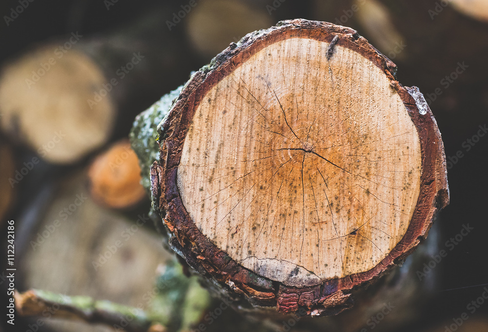 Wood wooden log cut off sliced lumber three with copy space and empty space Wood wooden log cut off sliced lumber three with copy space and empty space