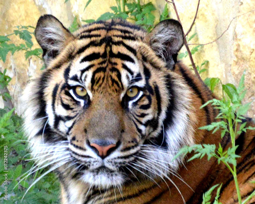 Obraz premium Sumatran Tiger