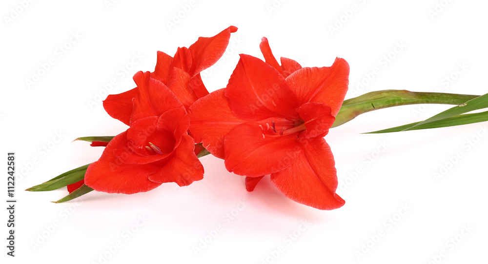 Glaïeul rouge Glaïeul rouge