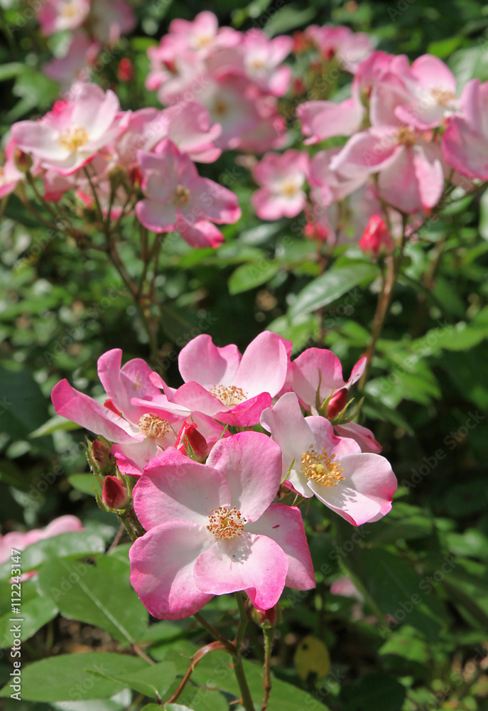 Rosier Complicata Rosier Complicata