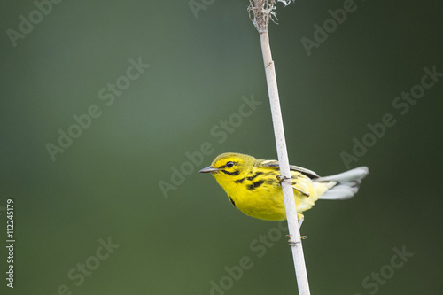 A Prairie Warbler hangs onto a phragmite reed in front of a green background with soft overcast light. photo