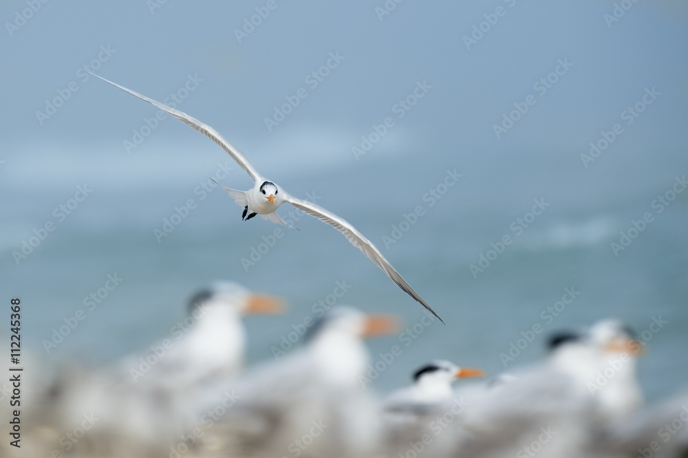 A Royal Tern flies in to land with the flock on an overcast morning.