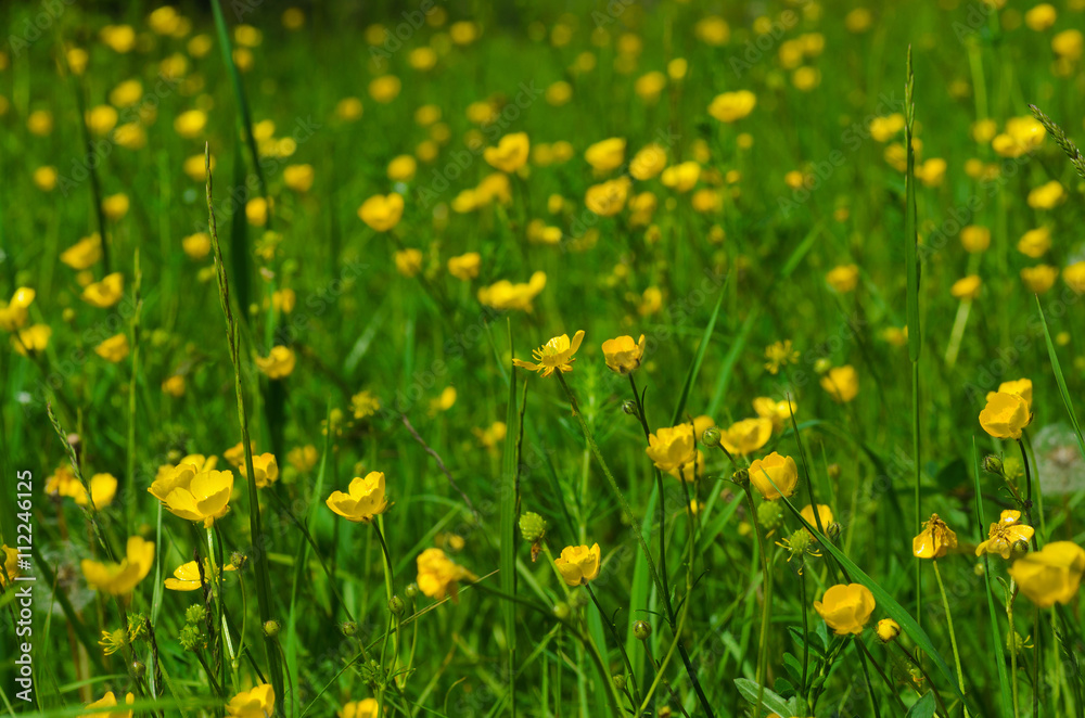 Meadow of wild yellow flowers Meadow of wild yellow flowers