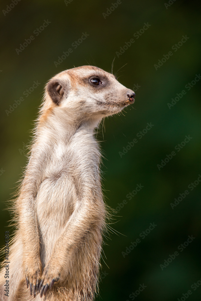 Fototapeta premium Meerkat close up.