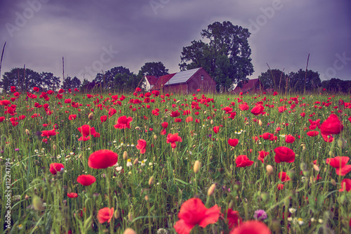 Beautiful poppy field landscape with dramatic sky
