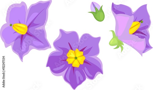 Flowers of potato plant