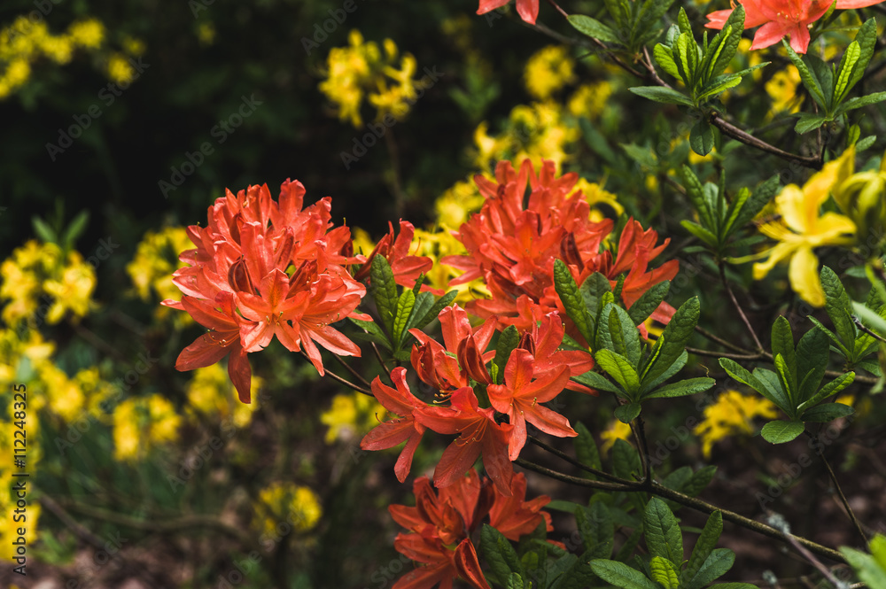 Orange flowers rhododendron in the background of lush green Orange flowers rhododendron in the background of lush green