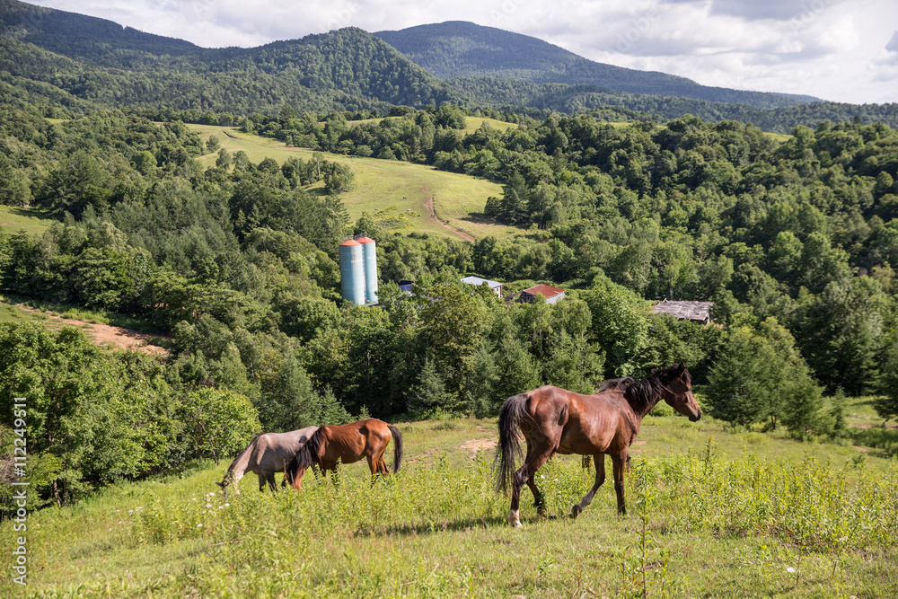 Obraz premium 北海道の牧場