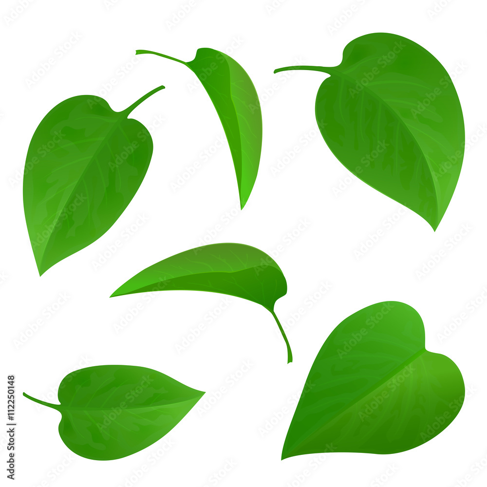 Set of green leaves