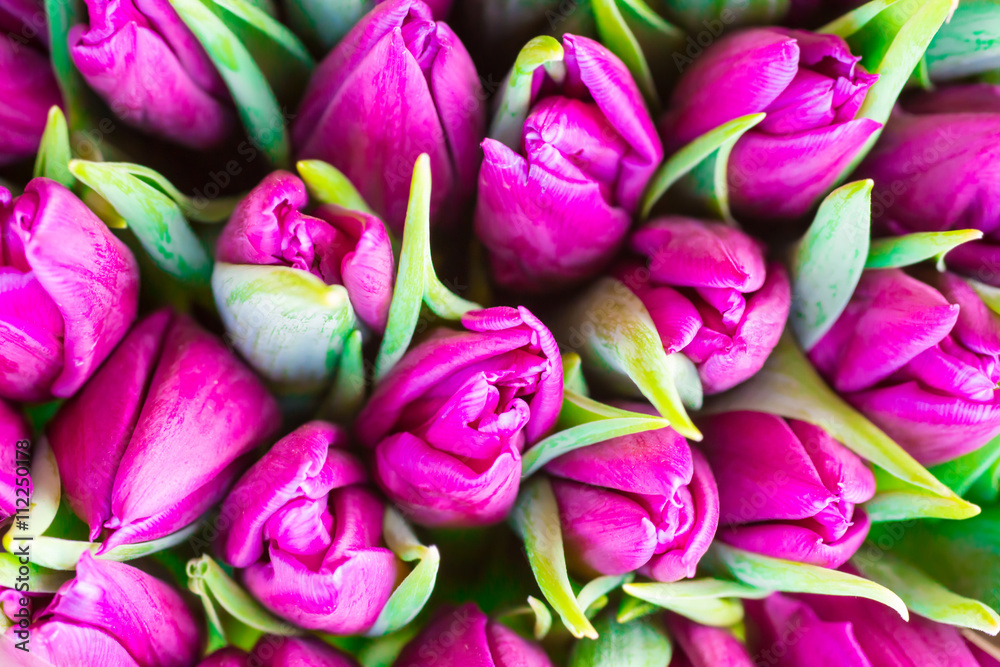 Fototapeta Fresh violet tulips