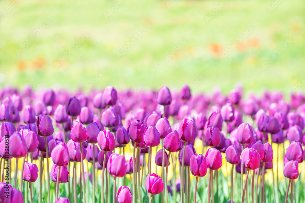Naklejka premium Lilac tulips on the field