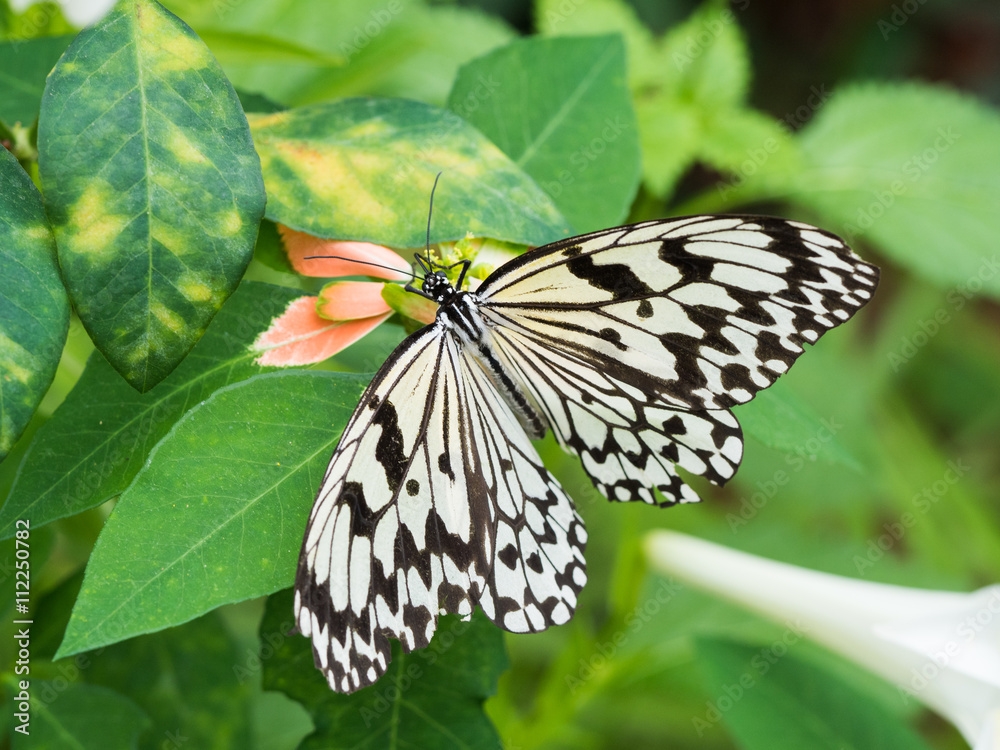 Obraz premium オオゴマダラ