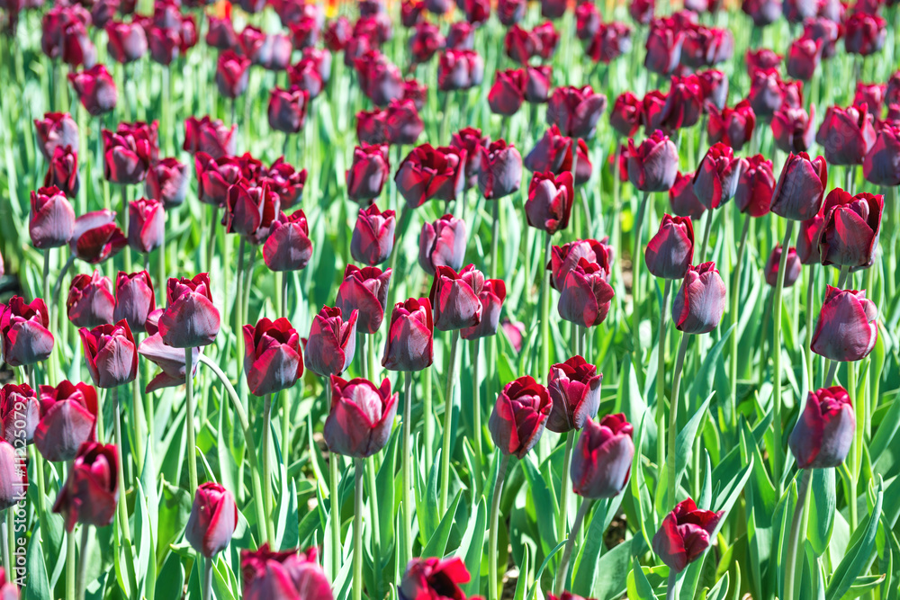 Fototapeta premium Many dark purple tulips