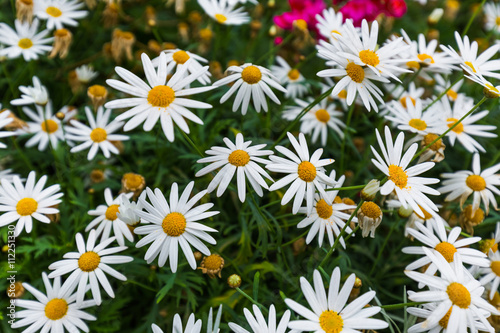 Chamomile flowers - floral background