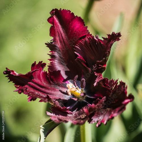 Fototapeta Naklejka Na Ścianę i Meble -  Close up of tulip Black Parrot in garden