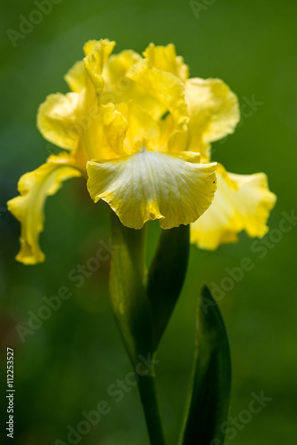 Close up of yellow Intermediate Bearded Iris Flower 'Bottled Sunshine' in garden.