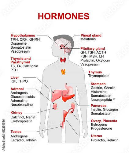 Endocrine gland and hormones photo