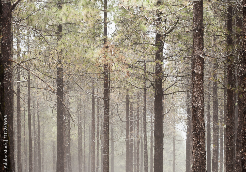 natural background of Canarian Pine tree trunks natural background of Canarian Pine tree trunks