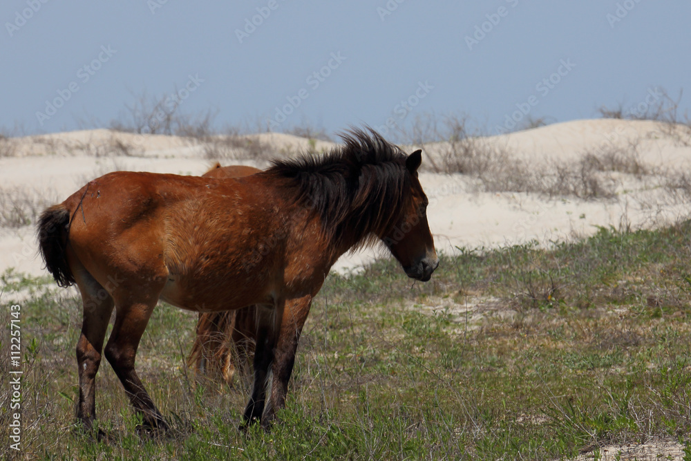 Wild Horses of Shackleford Banks Wild Horses of Shackleford Banks