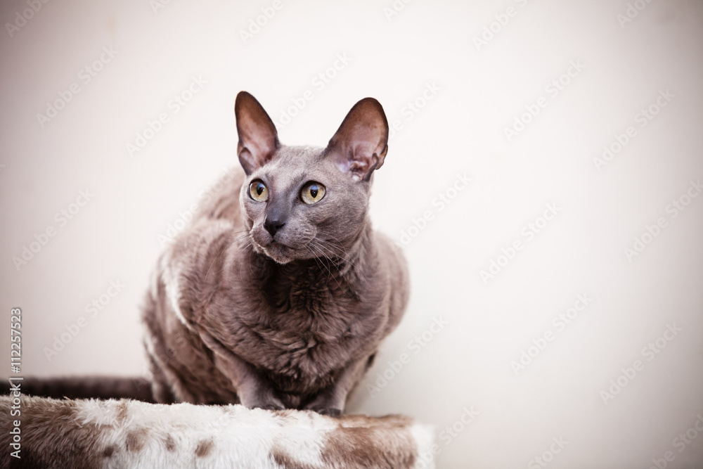 Naklejka premium Animals at home. Egyptian mau cat portrait
