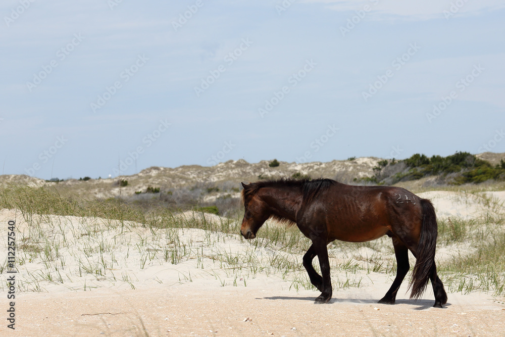 Wild Horses of Shackleford Banks Wild Horses of Shackleford Banks