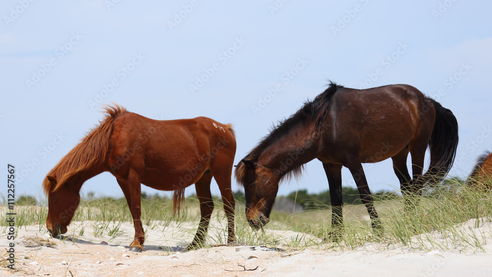 Fototapeta premium Wild Horses of Shackleford Banks