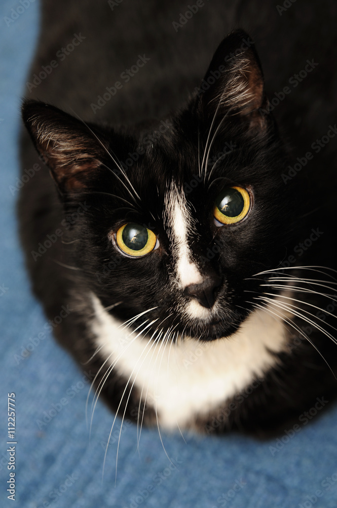 cat, black& white, animal, home, cat, black& white, animal, home,