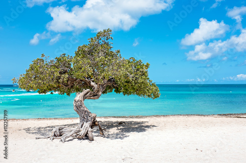 Foto Divi divi tree on Aruba island in the Caribbean Sea