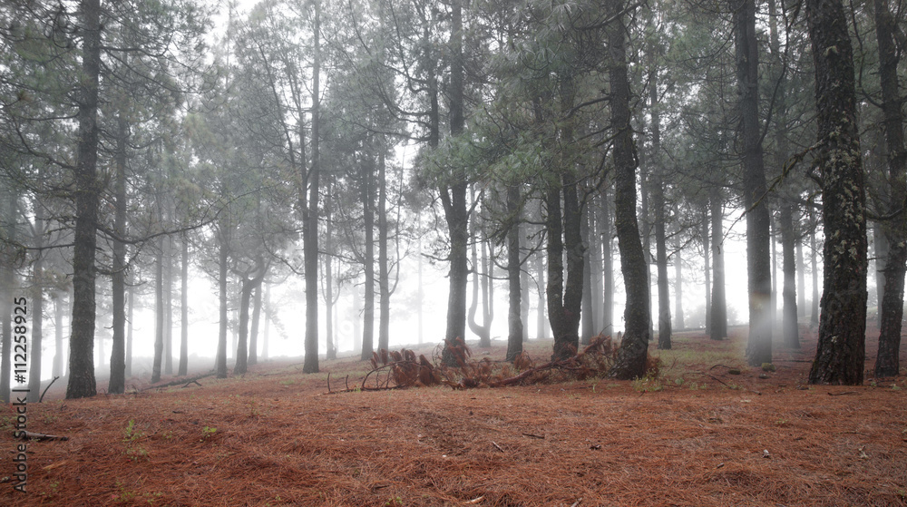 Obraz premium Inland Gran Canaria, foggy day