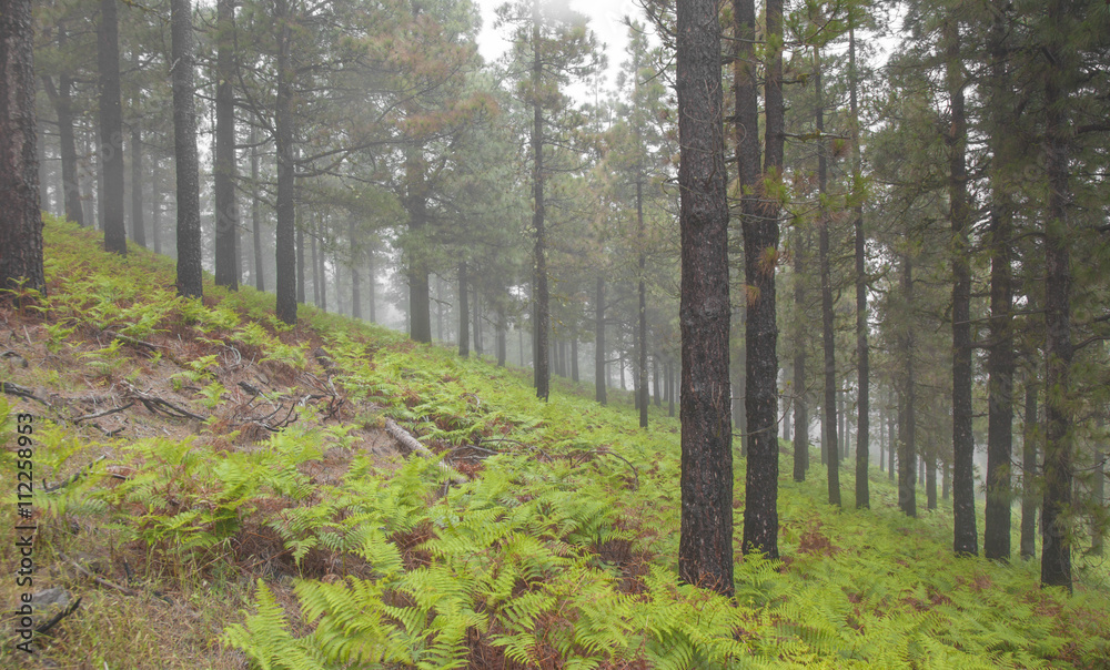 Inland Gran Canaria, foggy day Inland Gran Canaria, foggy day