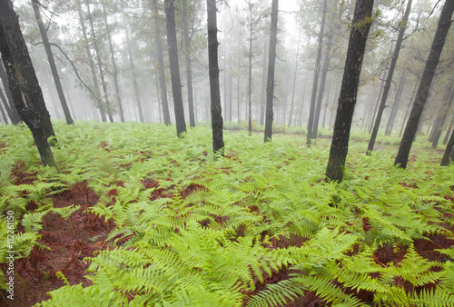 Inland Gran Canaria, foggy day photo