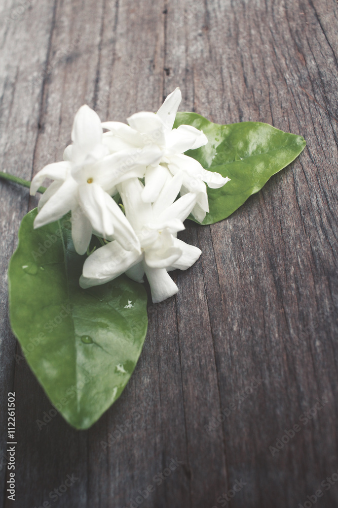 Jasmine Jasmine